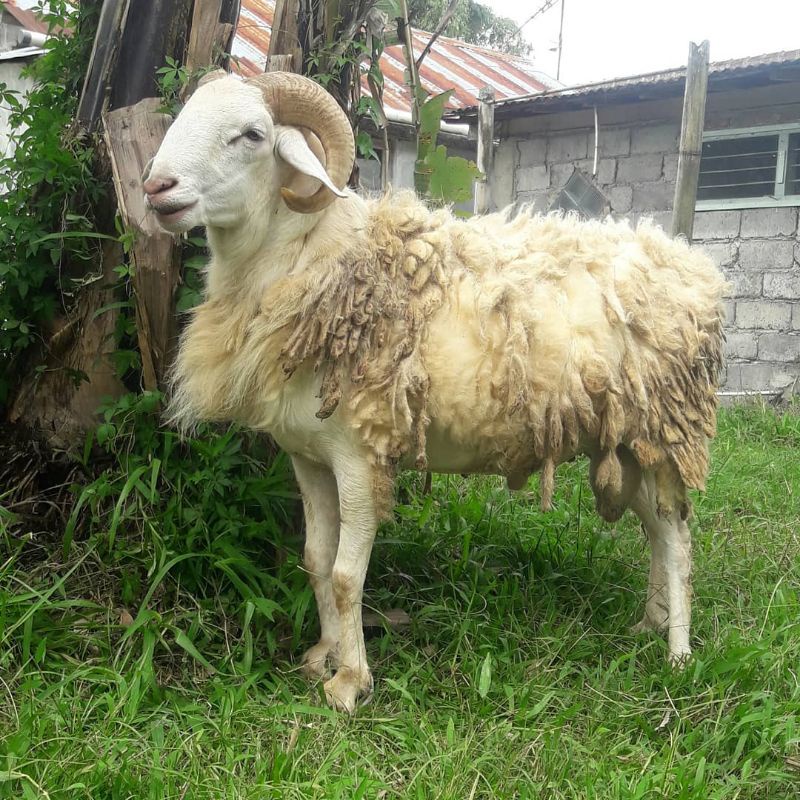 Kambing Gembel